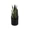 Flora Bunda® 13" Snake Plant in Black Ribbed Cement Planter